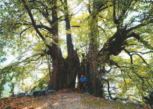 ���ȏ�(f��)�ѹŘ���ľ �T�^��1800�q���y��...