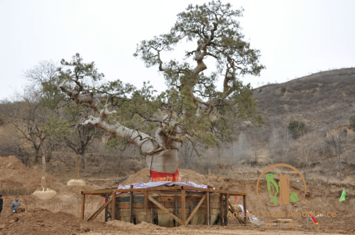 �Ř�(sh��)��ľ��(y��ng)�����o(h��)